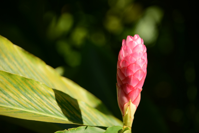 Blüte des Rosa-Ingwer