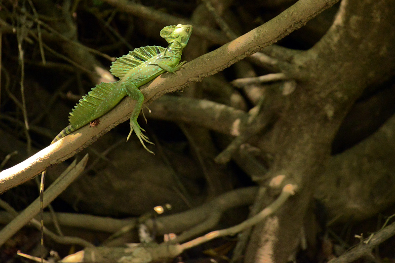 Männlicher Basilisk