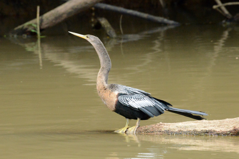 Schlangenhalsvogel