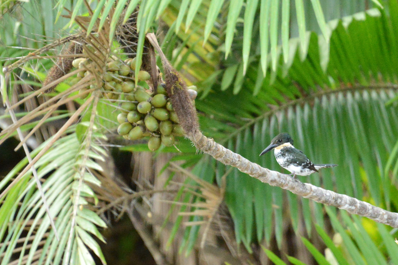 Eisvogel