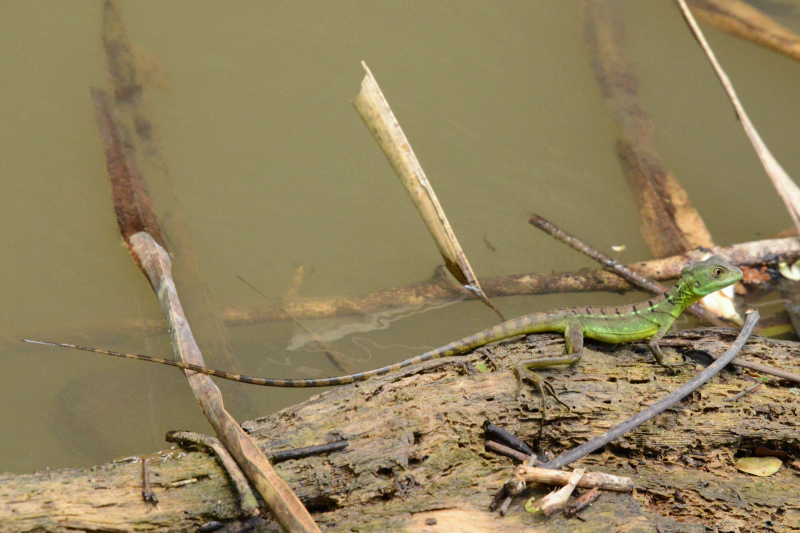 Weiblicher Basilisk