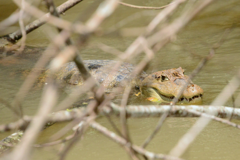 Kaiman im Wasser