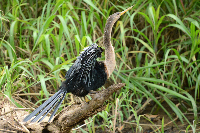 Schlangenhalsvogel