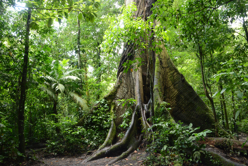 400 Jahre alter Baum