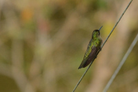 Ein Kolibri