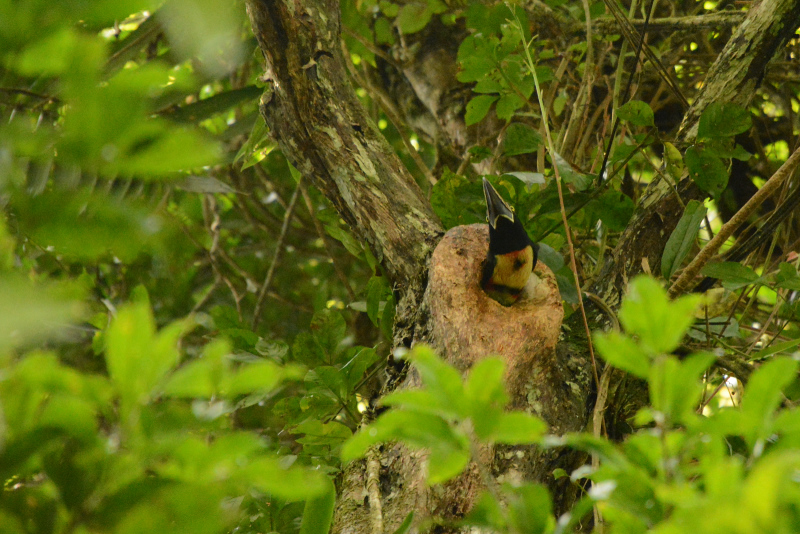 Tucan im Astloch