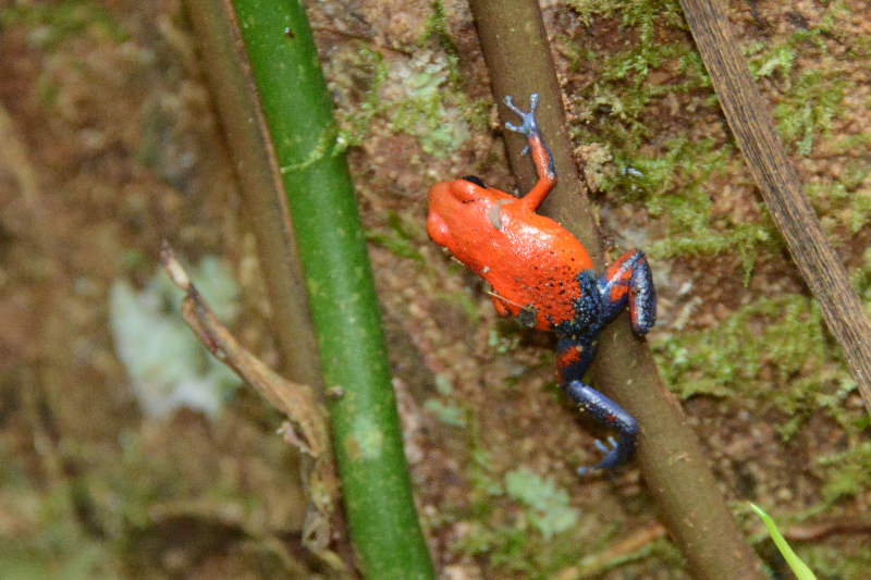 Jeansfrosch