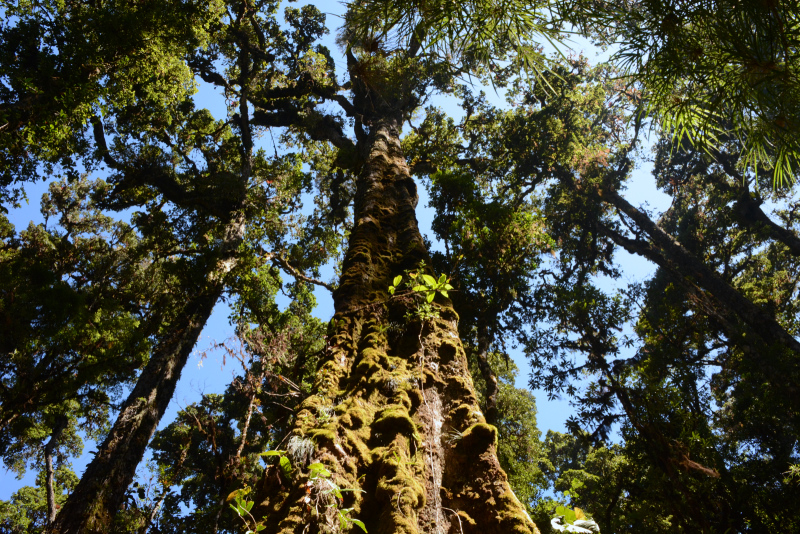 Schöner Baum