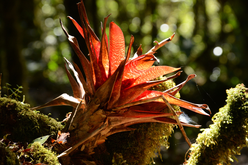 Eine Bromelie zaubert Farbe in den Wald