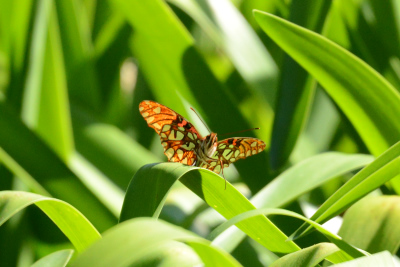 Schmetterlinge sehen wir selten