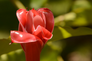 Pflanzen im Garten des Hotels