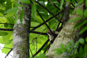 Kapuzineräffchen im Baum