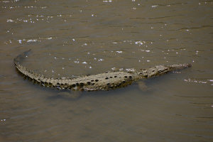 Krokodile im Fluß