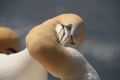 Helgoland