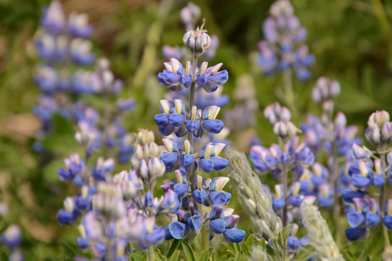 Lupinen gibt es hier zuhauf