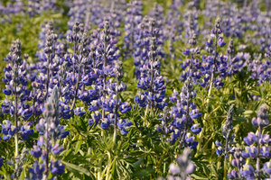 Lupinen