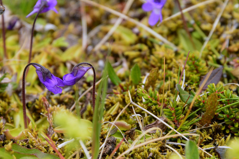Blümchen am Wegesrand