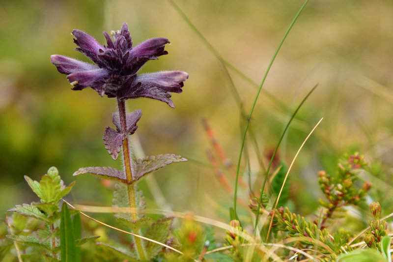Blümchen am Wegesrand