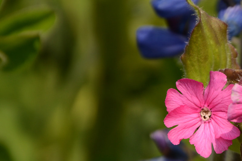 Nahaufnahme einer Blüte