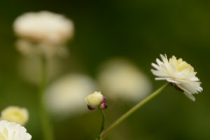 Im Botanischen Garten