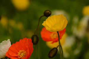 Im Botanischen Garten