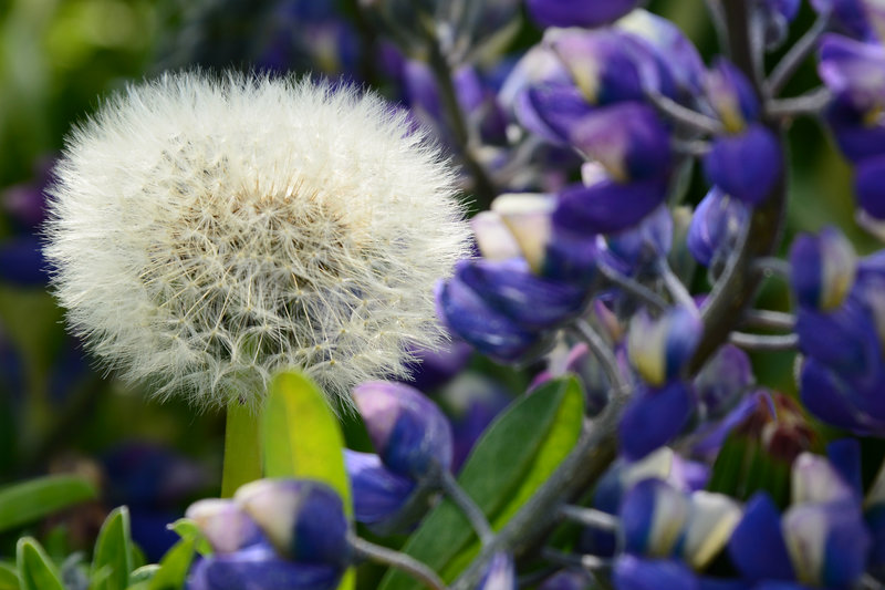 Nahaufnahme einer Blüte