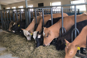 Im Cow-Shed