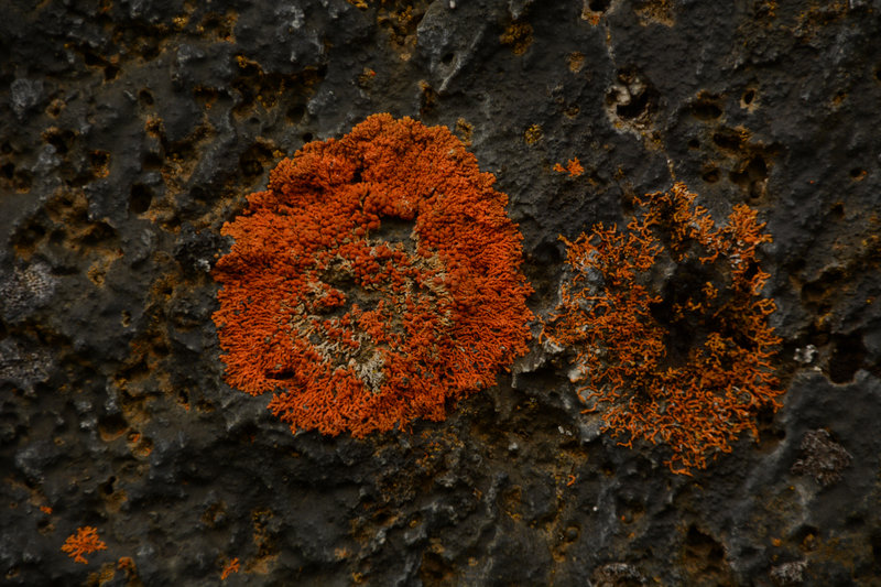 Im Lavafeld Dimmuborgir