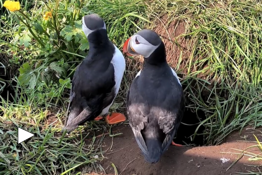 Puffin-Video