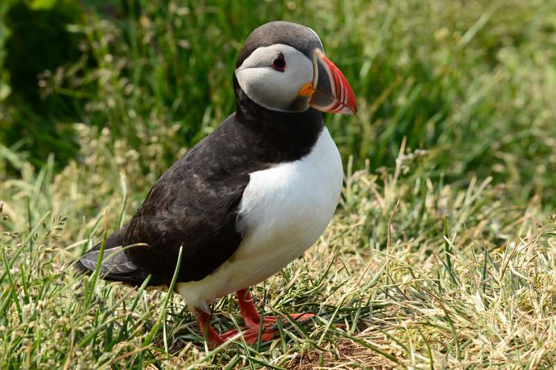 Papageientaucher