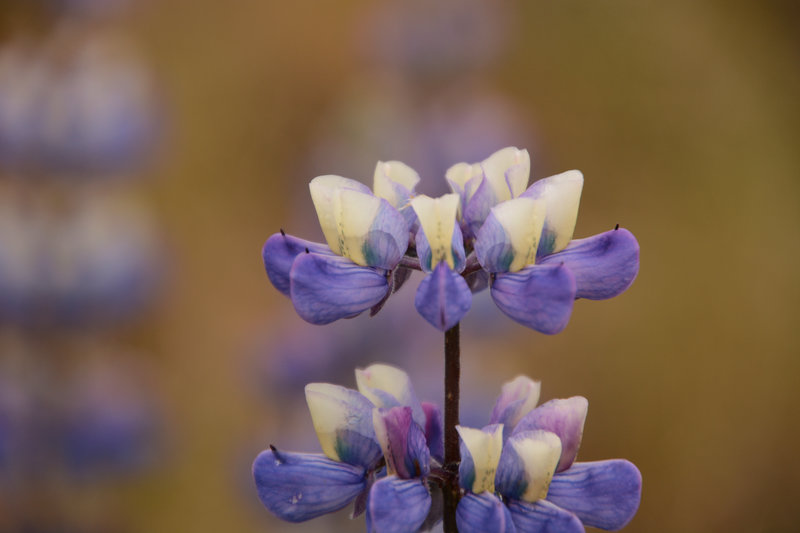 Lupinen sind schöne Fotomotive
