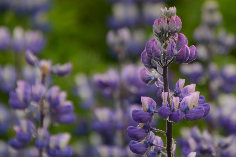 Lupinen sind schöne Fotomotive