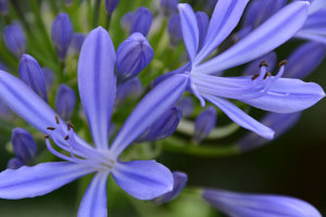 Bild: Blüte der Schmucklilie