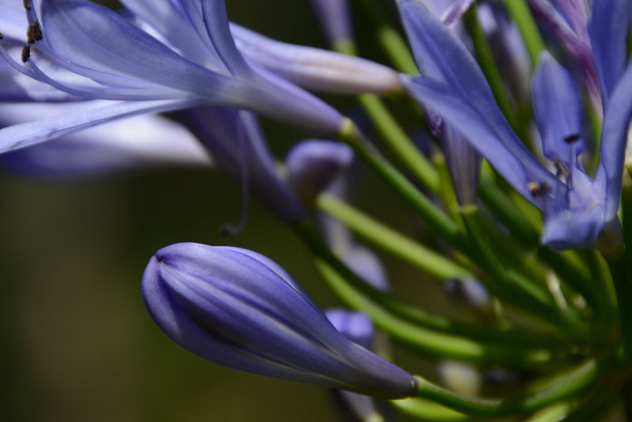 Blüte der Schmucklilie