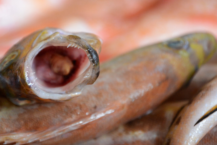 In der Fischhalle