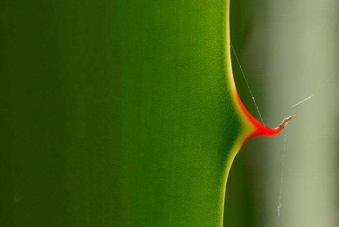 Im Botanischen Garten