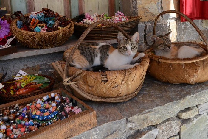 Katze müsste man sein