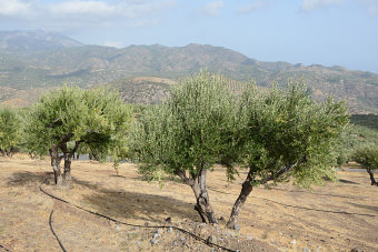 Bild: Olivenbaum mit Wasserleitung