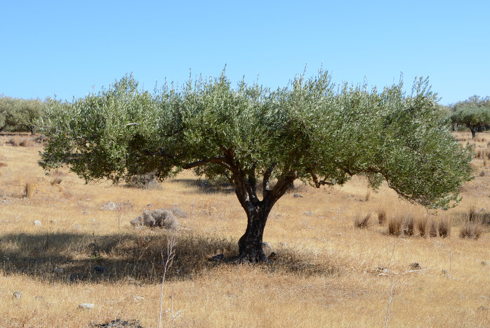 Ein Schirmolivenbaum