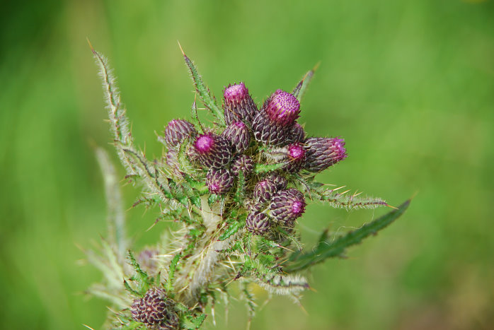 Eine Distel. Auch das Logo des WHW