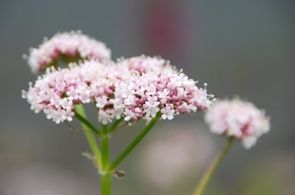 Schöne Blüten