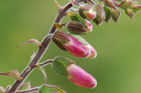 Digitalis