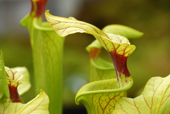 Eine fleischfressende Pflanze im Botanischen Garten