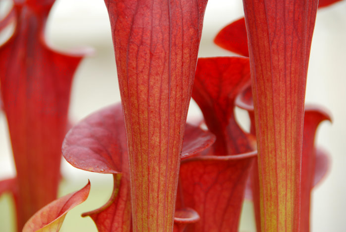 Eine fleischfressende Pflanze im Botanischen Garten