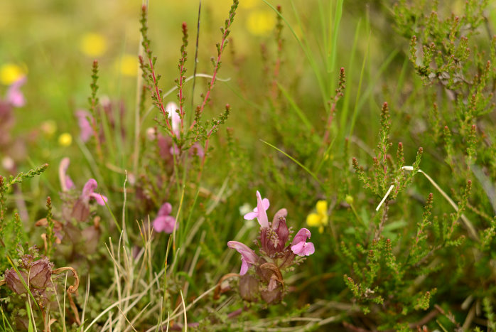 Blühendes am Wegesrand