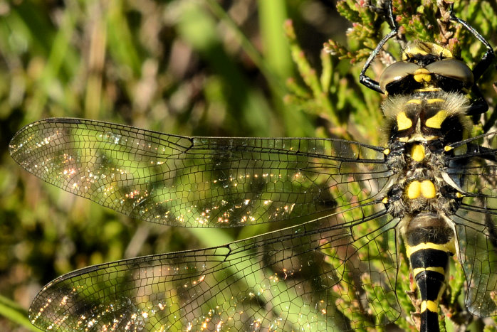 Selbst die Libelle ist in Fotografierlaune