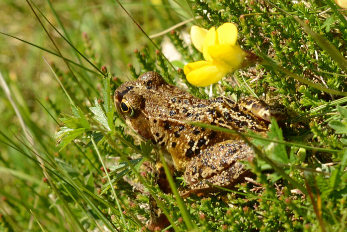 Elke findet selbst so einen kleinen Frosch