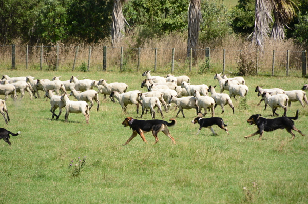 Hunde im Schweinsgalopp hinter Schafen her