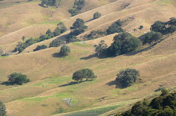 Sanfte Landschaft auf der Coromandel-Halbinsel