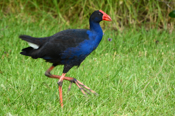 Pukeko